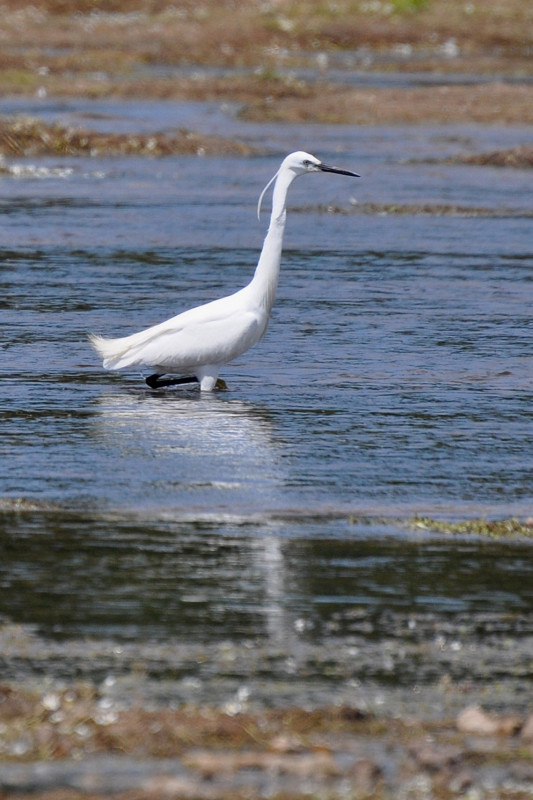 aigrette1-x-gaillard-1094505