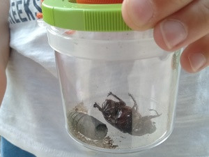 insectes3-m-bouvard-morel-1094082