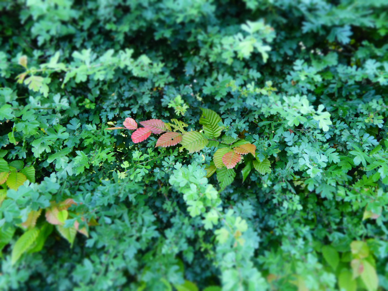 lacrsot-juin-20-3-1094264